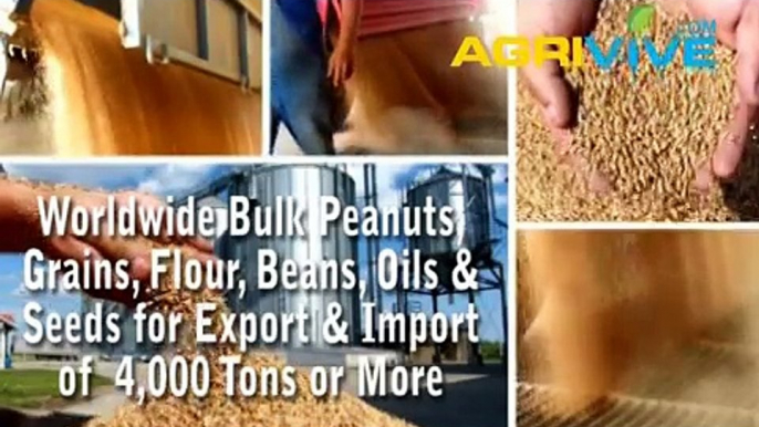 Purchase Bulk Peanuts for Export, Peanuts Exporting, Peanuts Exporters, Peanuts Exporter, Peanuts Exports