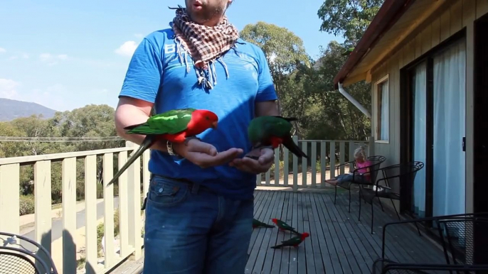 Awesome - Parrots
