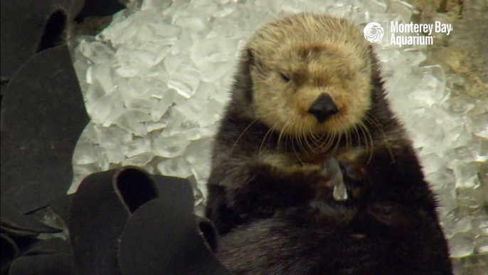 Un bébé loutre joue avec des glaçons et tombe de sommeil. Adorable...