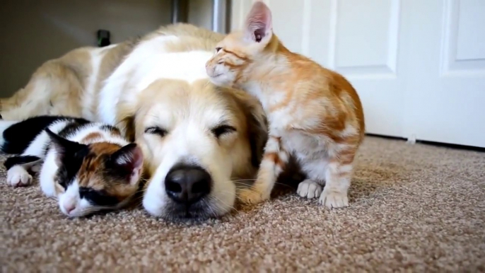 Un chien dort avec 2 chatons : trop mignon!