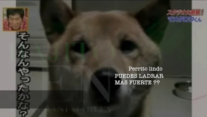 Perro ladrando bajito?! Bajito NAAA bajito NAAA eso de bajito no nos va!!