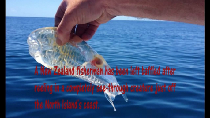 Bizzare Transparent Fish Caught in New Zealand Seas by a Fisherman