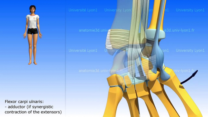 The major motor muscles of the wrist