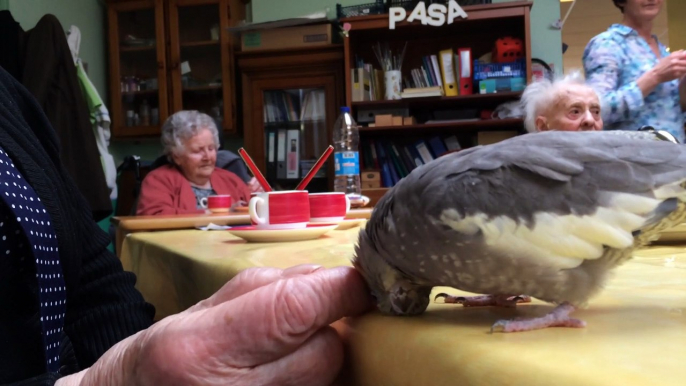 Martiale la perruche adore les gratouilles à la maison de retraite Ker Digemer à Brest