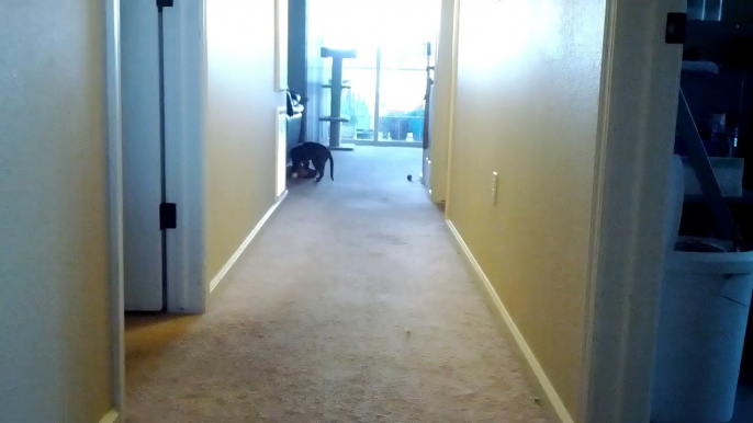 Cute cat playing fetch with a Teddy Bear!