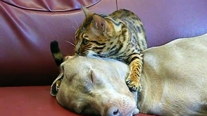 Must see head massage Bengal style