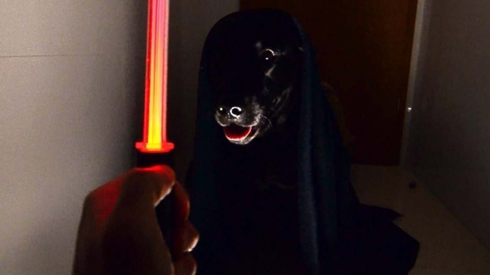 Star Wars Fan Creates the Story of Dog Vader