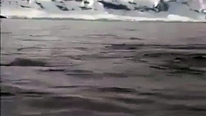 A group of Killer Whales circling their boat. Suddenly they noticed something in...