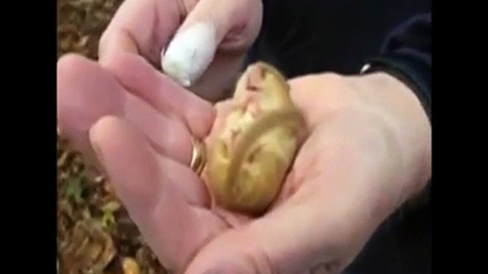 Snoring Dormouse is the cutest thing you'll see today :D