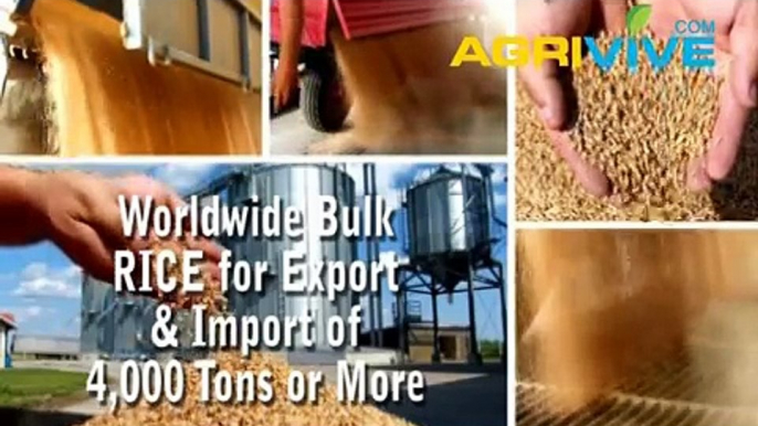 Purchase Bulk Rice for Export, Rice Exporting, Rice Exporters, Rice Exporter, Rice Exports