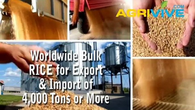 Purchase Bulk Rice for Import, Rice Importing, Rice Importers, Rice Importer, Rice Imports