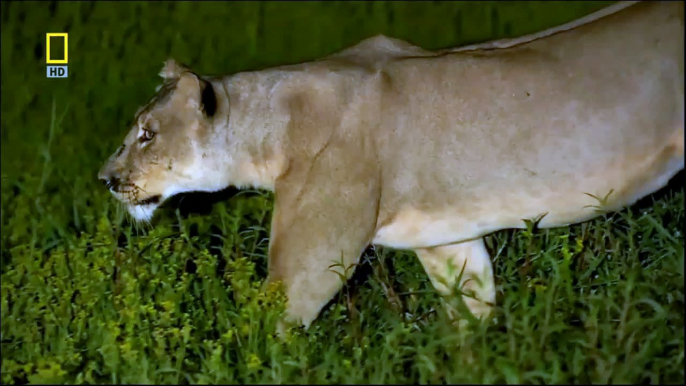 Alone Lioness versus 12 hyena Fight to Death - Lions fighting to death