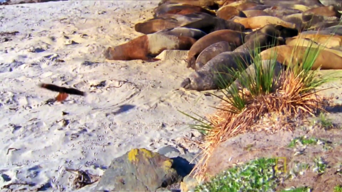 World's Deadliest - Bird of Prey Attacks Baby Seals