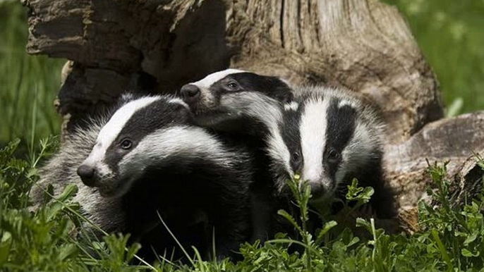 BBC Sussex Drive at 5_Mark Carter 3Mar15 Dominic Dyer on his meeting with Liz Truss discussing the badger cull