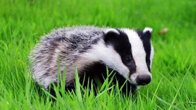 BBC Radio Gloucestershire_ Steve Kitchen 3Mar15 Dominic Dyer on his meeting with Liz Truss discussing the badger cull