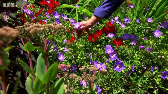 GBGR Conifers & Pelargoniums