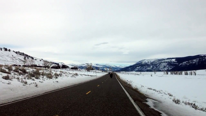 Así embisten los búfalos de Yellowstone a los turistas