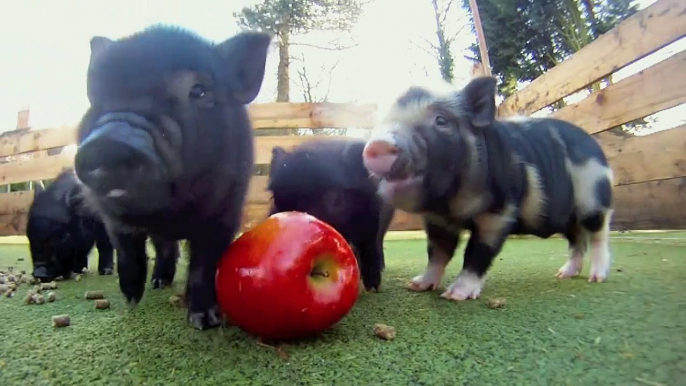 These Micro pig babies eating an apple are so so cute!