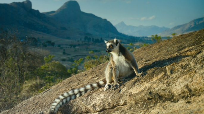 Watch Island of Lemurs: Madagascar Full Movie