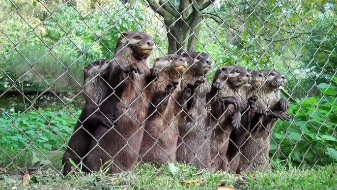 Des bébés loutres complètement folles à l'heure du repas : trop mignon