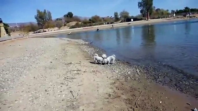 Bichon Frise Dogs Playing Lake Havasu City Arizona U.S.A