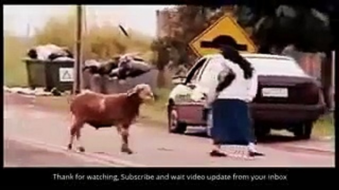 Funny Fails Funny Clips Funny Videos Funny Vines Funny Pranks Funny Animals Videos #4