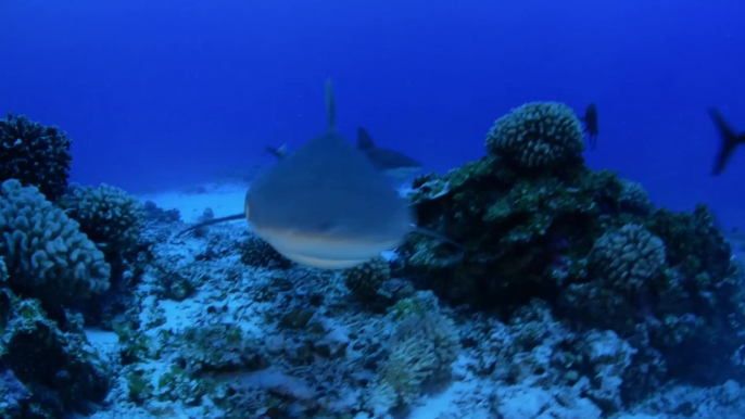 Pristine Seas: Pitcairn Islands