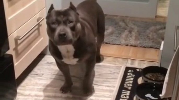 Cute American pitbull dog answers questions by yes or no