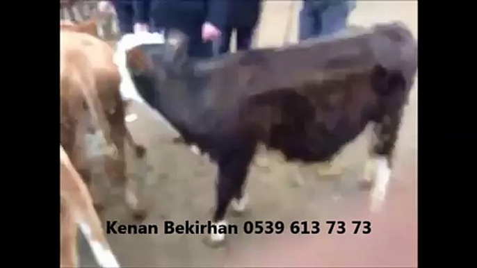 Kars Yerlisi Boğa Altı Düve Fiyatları Kars Yerlisi Düve Fiyatları Kars Hayvan Pazarı Sanal Hayvan Pazarı