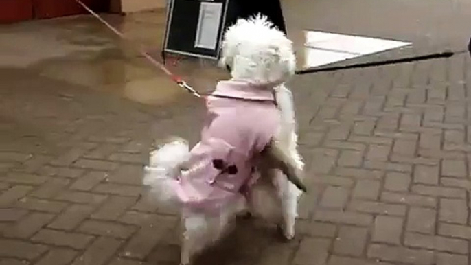 Dancing Dog Bichon Frise Dancing dogs Kandi and Bailey