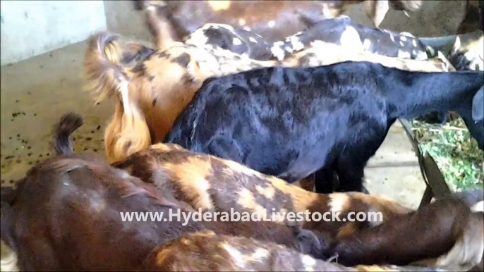 Goat Farming in Hyderabad Livestock and Farms, Hyderabad, Andhra Pradesh, India