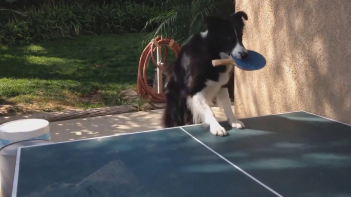 Dog plays ping pong with his owner