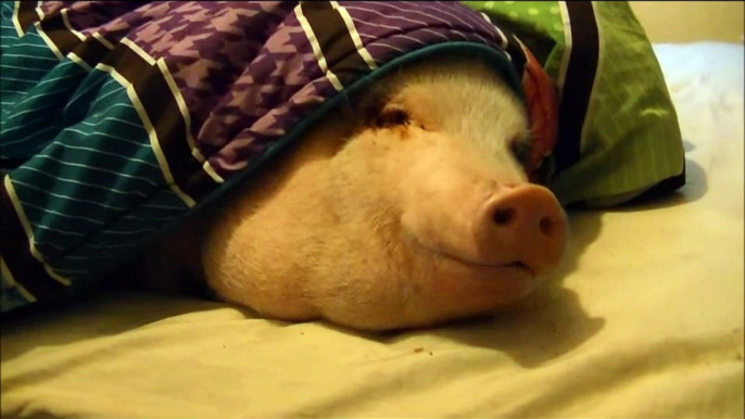 Sleeping Pig Wakes Up for a Cookie!