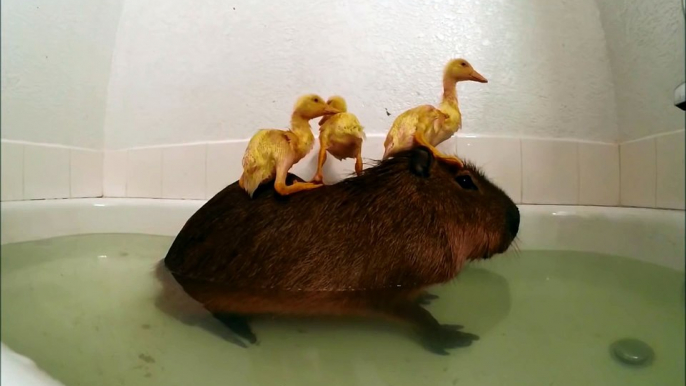 Un Capybara et des bébés canards prennent leur bain ensemble