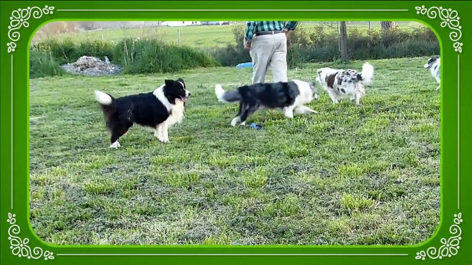 Mafalda's Border Collie - Nuestros border collie 3 Abril  2015