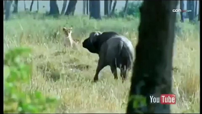 Buffalo vs Lion Pride, buffalo chases Lions up trees, and has them screaming for mercy.