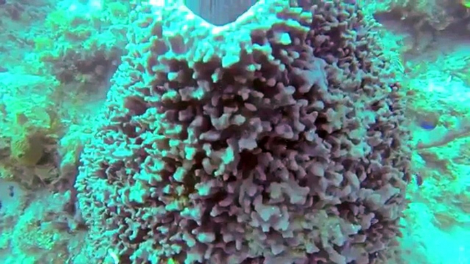 The Katherine Shipwreck, Scuba Diving Jamaica