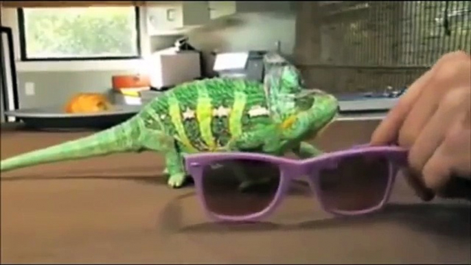 Super Chameleon Shows Off His Skills in colors of Glasses