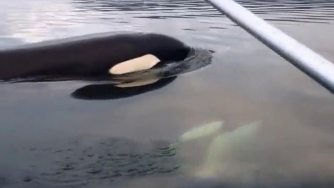 2 Baby Orcas so close to this small boat : amazing but so scary!