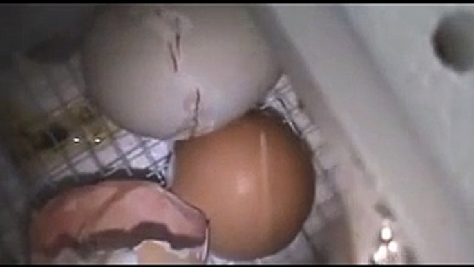 Chicken Egg Hatching (Real Time) in HovaBator Incubator