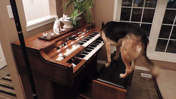 Un berger allemand qui joue du piano... La classe!