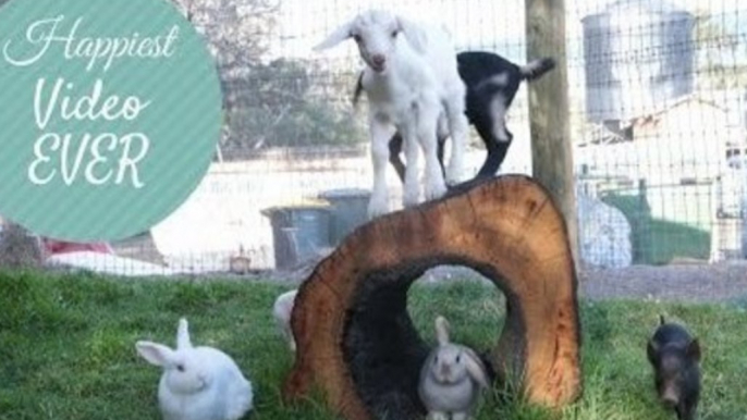 Goats and Piglets Love Life at Australian Farm Sanctuary