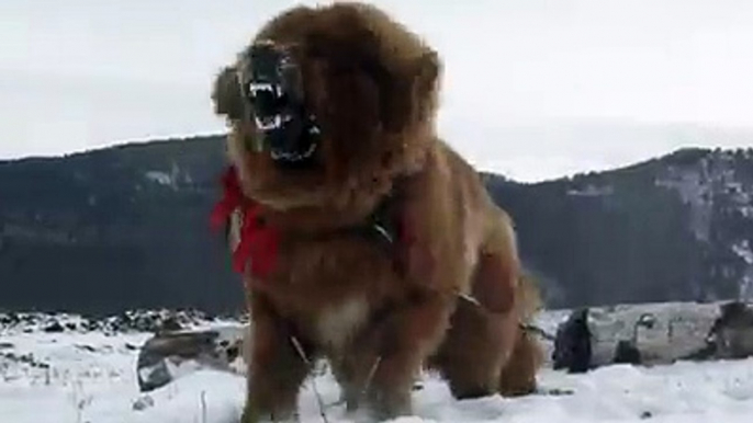 Lion Dogs "Tibetan Mastiff Dogs"