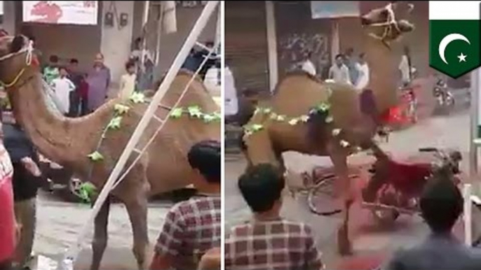 Sacrificio de camello durante las festividades de Eid al-Adha en Pakistan termina horriblemente mal