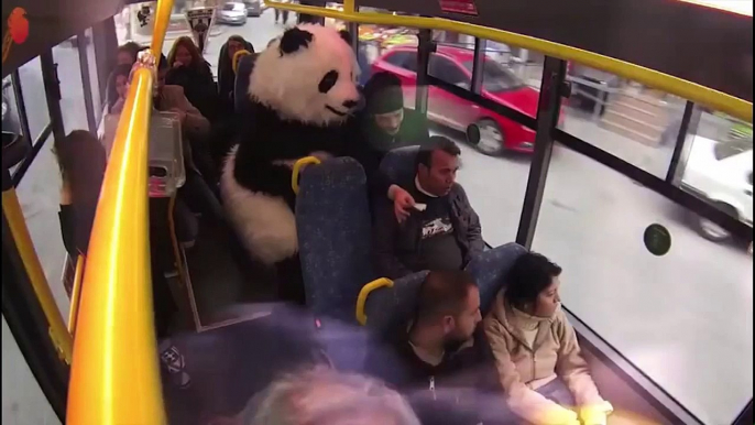 Minibüste Panda Şakası - Hayrettin