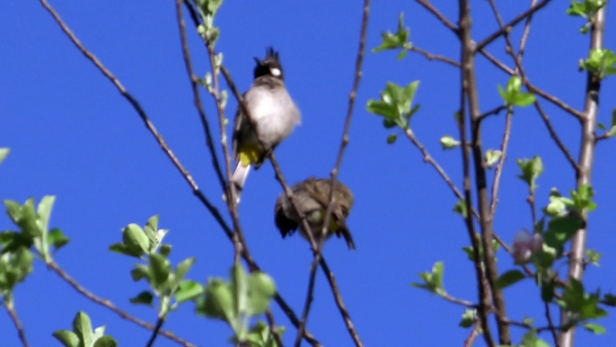 Pair of birds in Neelum valley Kutton 12 April 2015 7:02 am in the morning