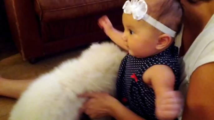 Samoyed Puppy meets Baby