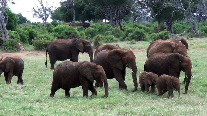 Baby elephants playing, very cute funny!!!! African Safari Tsavo East Kenya