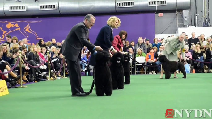 Cousin of Obama dog wins Best of Breed at Westminster Kennel Club Dog Show