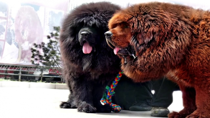 Gigant Dog Tibetan Mastiff. World's Largest DOG